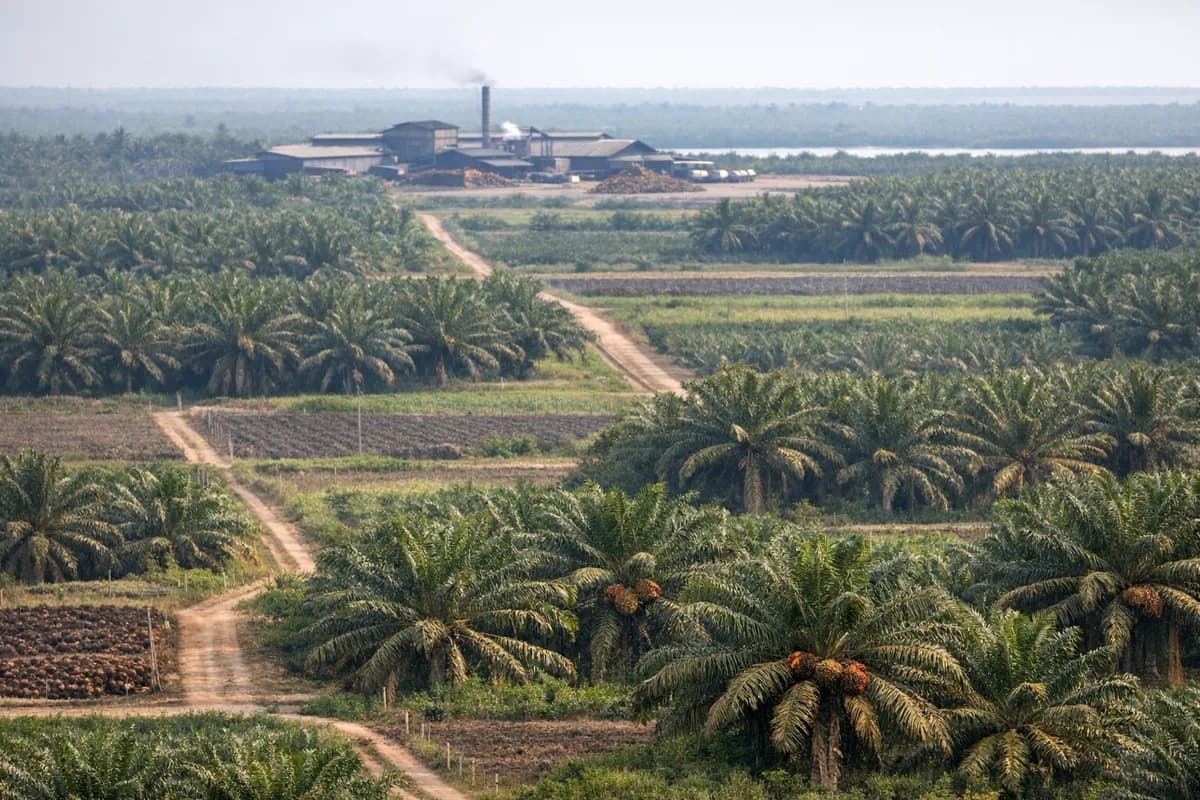 Wide view of oil palm plots and a small mill on the coastal plains of Sumatra, Indonesia, showing plot boundaries and vegetation mosaic.