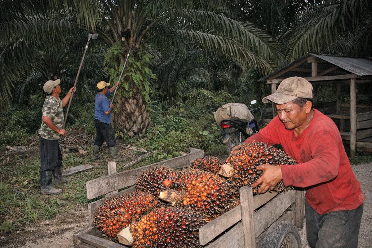 Smallholder workers in Riau, Indonesia, cutting and loading ripe oil palm fresh fruit bunches with long-handled chisels and a wooden cart.